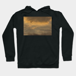 Fly by Night Hoodie